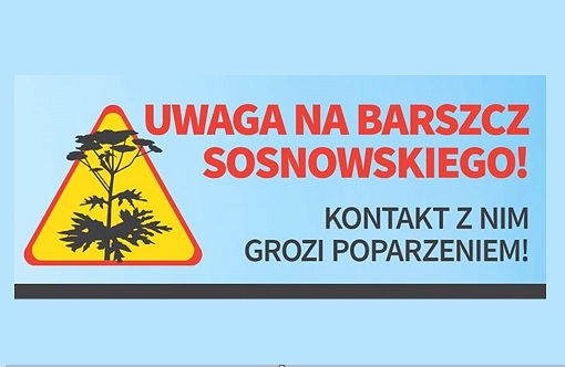 Baner czerwony napis Uwaga na barszcz Sosnowskiego, kontakt z nim grozi poparzeniem