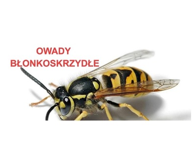Zbliżenie na osę – przedstawiciela owadów błonkoskrzydłych, z podpisem Owady Błonkoskrzydłe
