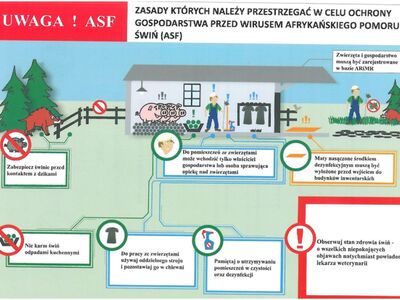 Zasady ochrony przed ASF - izolacja świń, dezynfekcja, rejestracja, osobny strój, czystość, brak odpadków