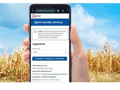 Osoba trzyma smartfon z formularzem „Zgłoś szkodę rolniczą” na tle pola z dojrzałą kukurydzą i błękitnego nieba.