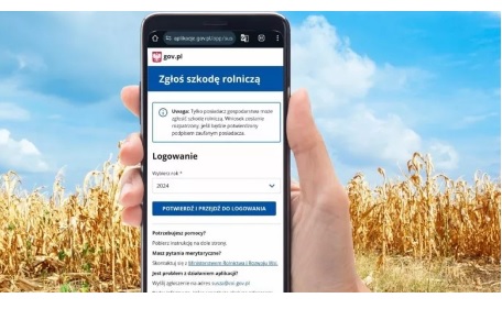 Osoba trzyma smartfon z formularzem „Zgłoś szkodę rolniczą” na tle pola z dojrzałą kukurydzą i błękitnego nieba.