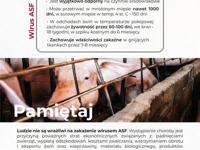 Informacyjna broszura o ASF – opis wirusa, jego odporność i zagrożenia dla trzody chlewnej, zdjęcie świń w chlewni. (strona 1)