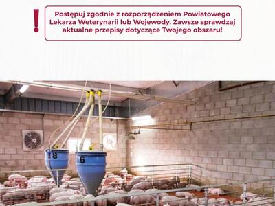 Zatrzymaj ASF - Afrykański Pomór Świń (strona 11)