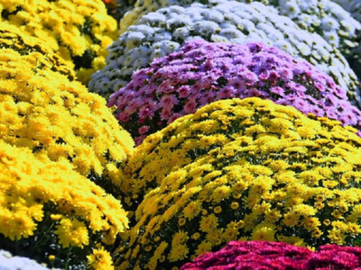 Pomoc dla posiadaczy chryzantem i możliwość odbioru kwiatów