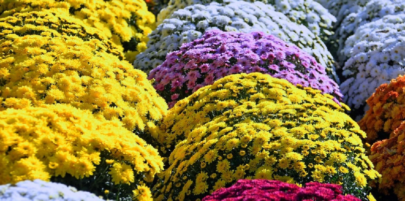 Pomoc dla posiadaczy chryzantem i możliwość odbioru kwiatów