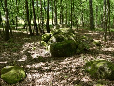 Zdjęcie przedstawia megality w Borkowie otoczone lasem.