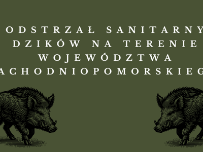 odstrzał dzików