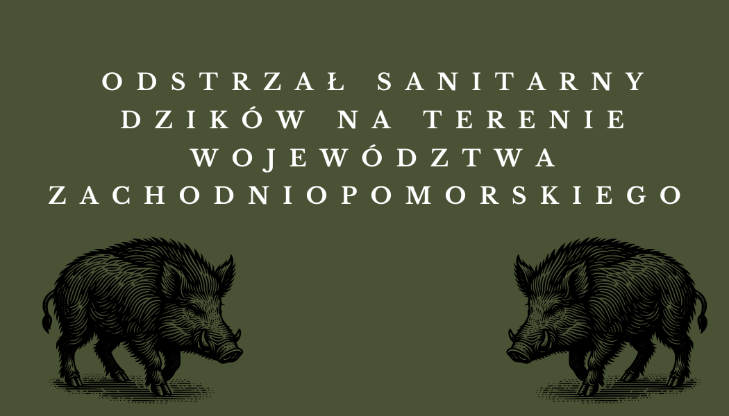 odstrzał dzików