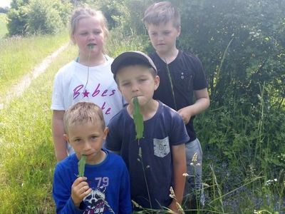 Zdjęcie przedstawia grupę wychowanków "Liski Urwiski" z Lasek podczas spaceru, które szukają darów natury i smakują szczaw.