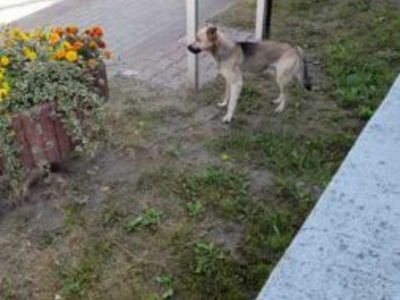 Zdjęcie przedstawia psa błąkającego się w miejscowości Sulechowo.