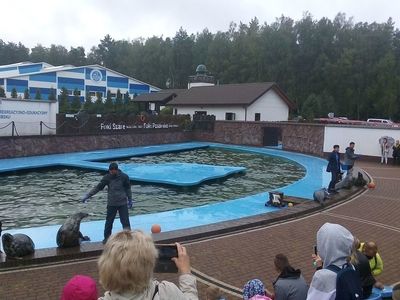 Zdjęcie przedstawia trenerów karmiących foki w Sea Parku.