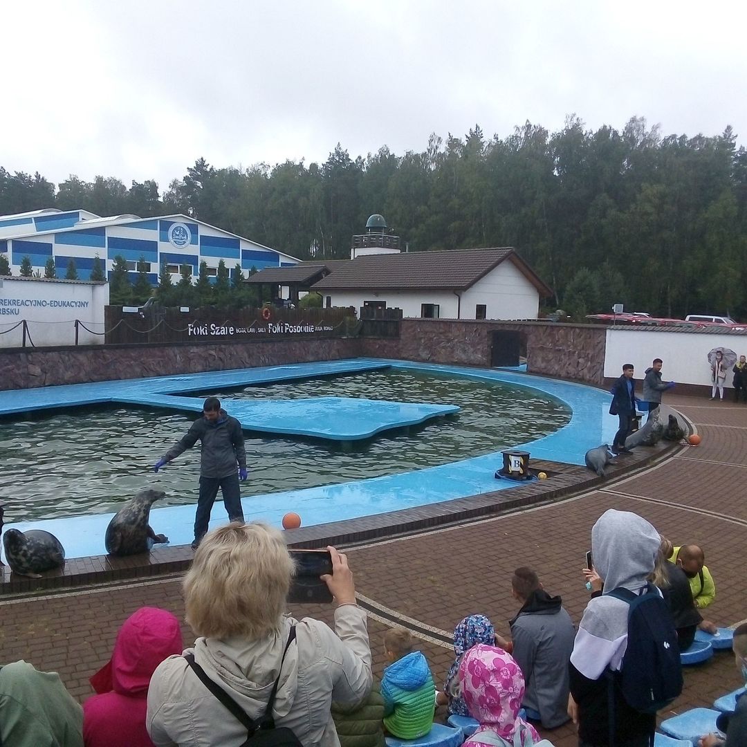 Zdjęcie przedstawia trenerów karmiących foki w Sea Parku.