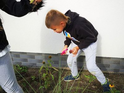Zdjęcie przedstawia dziecko z PWD Kusice, szukając nasion, które można zebrać.