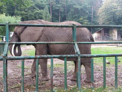 Zdjęcie przedstawia słonia w ZOO w Gdańsku.
