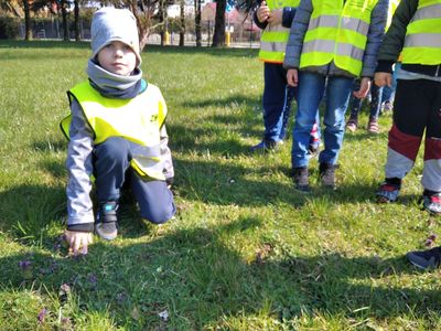 Chłopiec z z przedszkola w Ostrowcu, kucając wskazuje stokrotki.