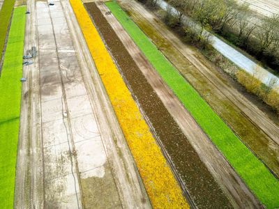 Kolorowe, kwiatowe nasadzenia w Karwiczkach - widok z lotu ptaka. 