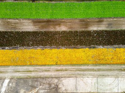 Zielono-brązowe-żółto-białe pasy nasadzeń na polu w Karwiczkach.