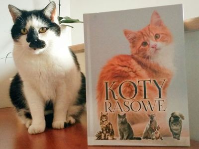 Okładka książki w aranżacji z kotem, praca ucznia ze Szkoły Podstawowej im. Noblistów Polskich w Niemicy w ramach akcji czytelniczej Sleeveface (Ubierz się w książkę).