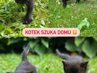 Kolaż czterech zdjęć małego, czarnego kotka, którego znaleziono w Przystawach z informacją pod jakim numerem telefonu należy się kontaktować.
