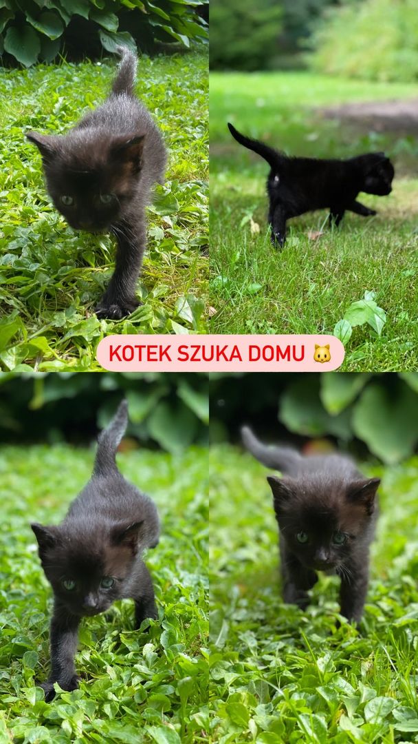 Kolaż czterech zdjęć małego, czarnego kotka, którego znaleziono w Przystawach z informacją pod jakim numerem telefonu należy się kontaktować.
