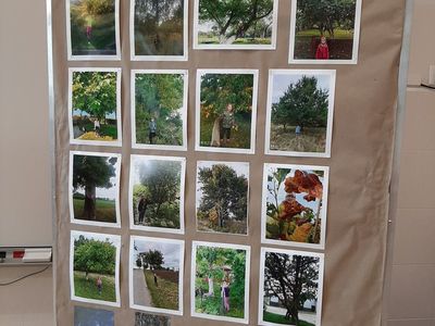 Zdjęcia pierwszaków z Malechowa z drzewa, które fotografowali przez trzy tygodnie.