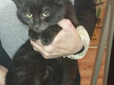 Czarny kot do adopcji.
