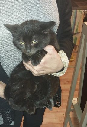 Czarny kot do adopcji.