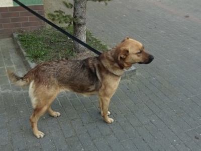 Suczka znaleziona w Grabowie.