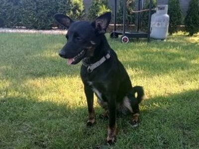 Piesek do adopcji