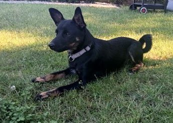 Piesek do adopcji