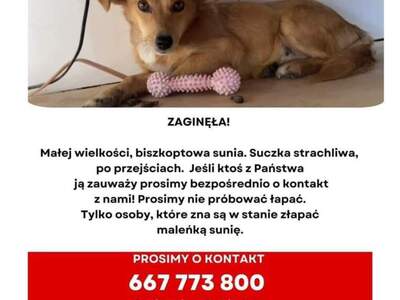 plakat zaginionego psa