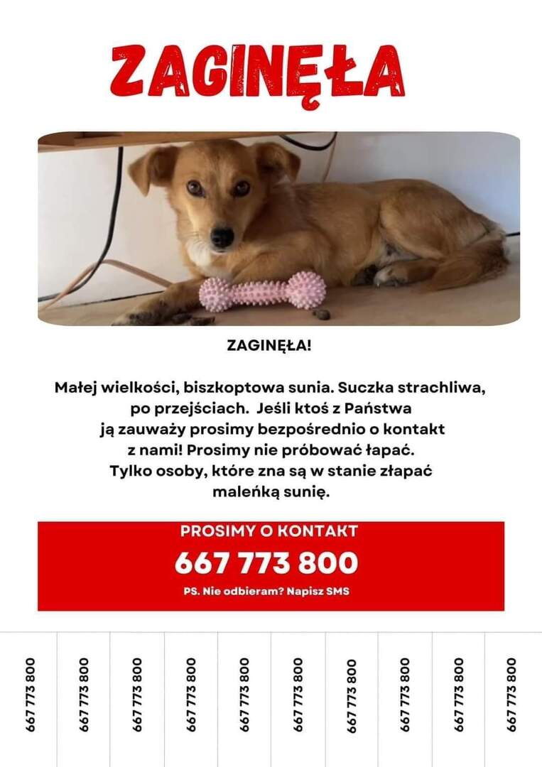 plakat zaginionego psa