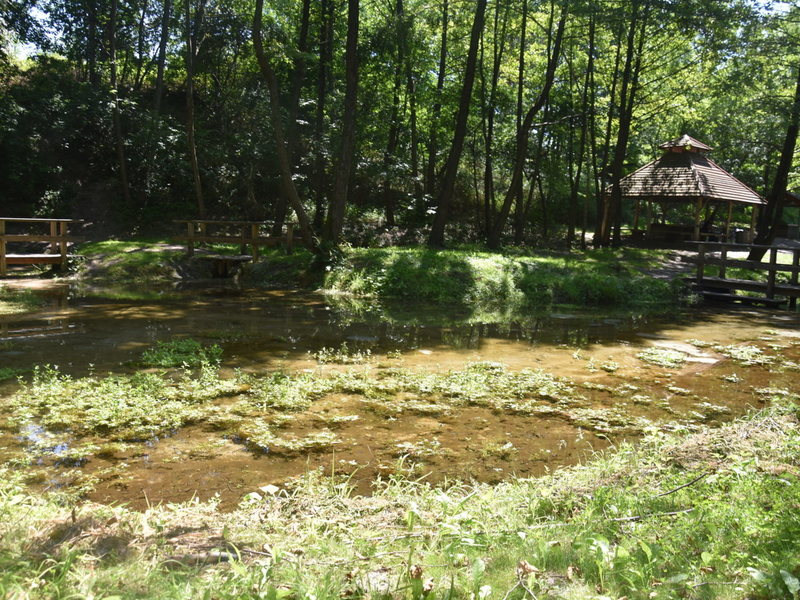 Bijące źródła pod rzeką Tuczyn oraz drzewa na brzegach rzeki