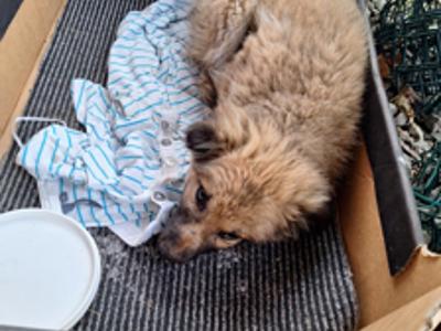 Zdjęcie szczeniaka do adopcji