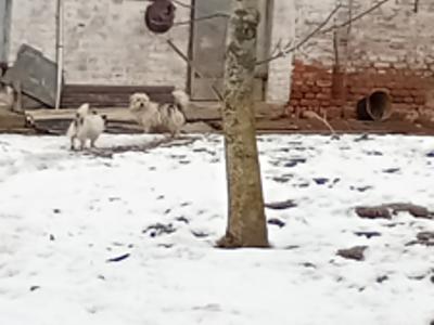 Zdjęcie psów