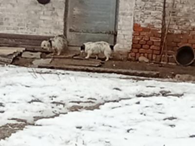Zdjęcie psów