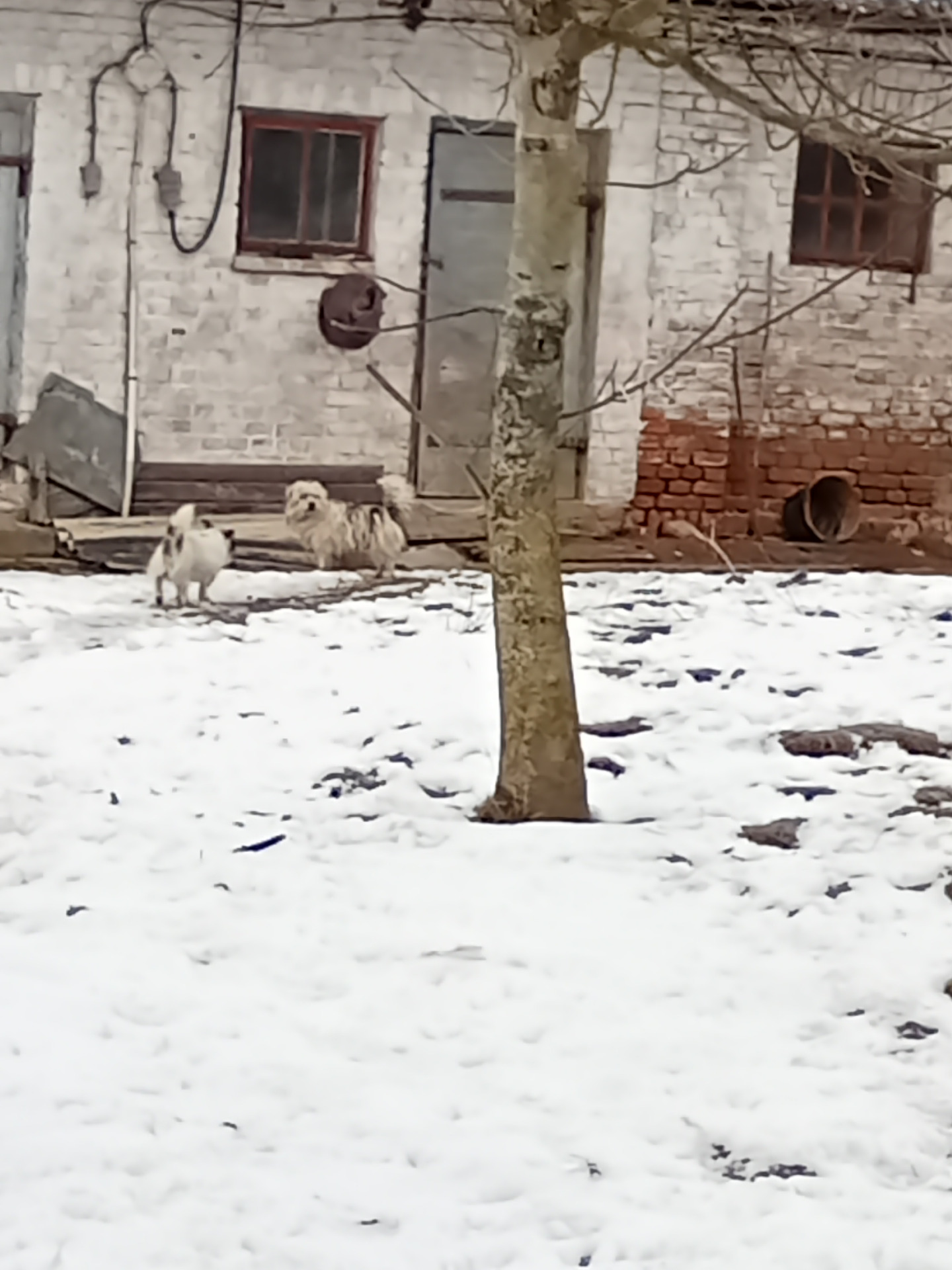 Zdjęcie psów