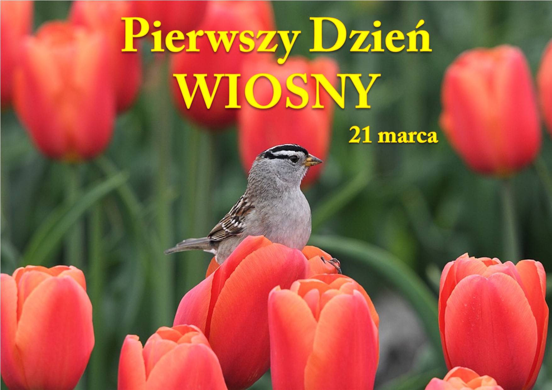 Zdjęcie tulipanów i ptaka