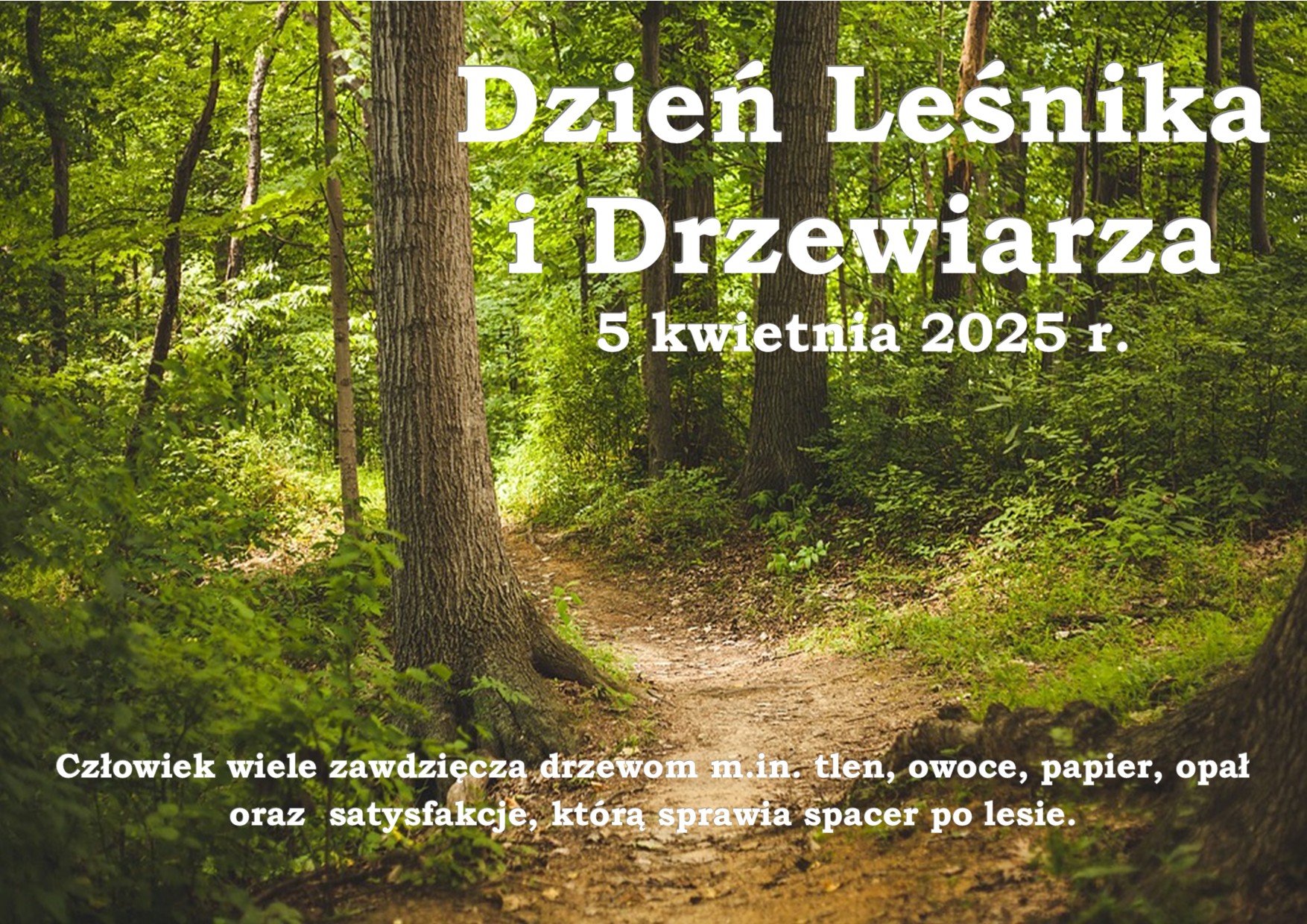 Zdjęcie lasu