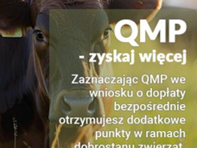 Zdjęcie bydła