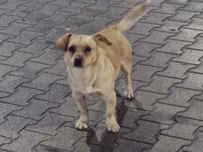 Zdjecie przedstawiające psa o którym mowa w ogłoszeniu.