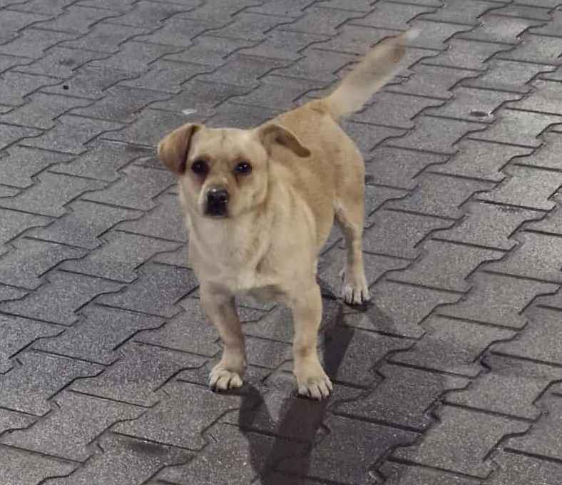 Zdjecie przedstawiające psa o którym mowa w ogłoszeniu.