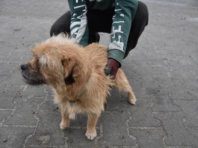 Zdjęcie pieska o którym mowa w ogłoszeniu