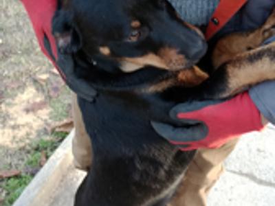 Zdjęcie pieska o którym mowa w ogłoszeniu