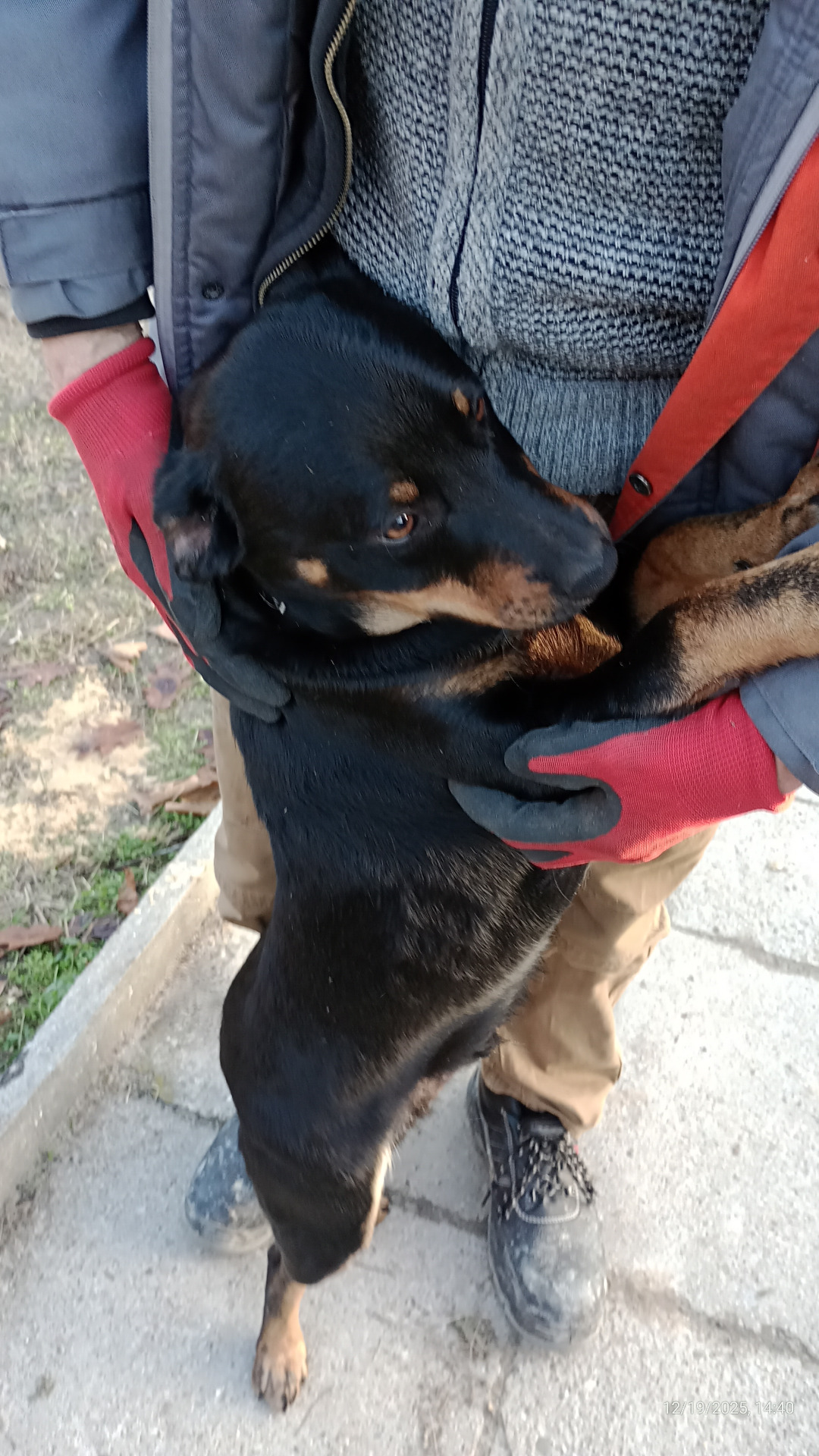 Zdjęcie pieska o którym mowa w ogłoszeniu