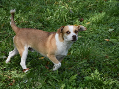 Beżowo biały pies na trawie