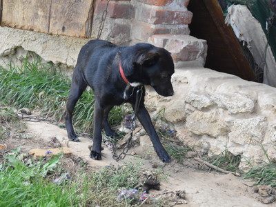 Czarny pies na tle budyku