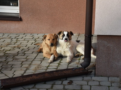 Para psiaków