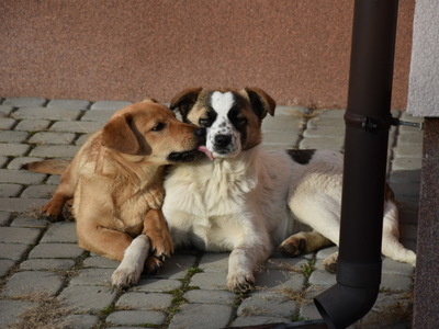 Para psiaków