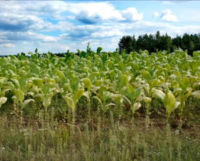 Tytoń
